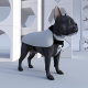 Dog Coat (Small) Brightwater custom sublimatable